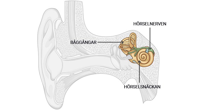 Inneörat sänder ljud till hjärnan i form av nervimpulser