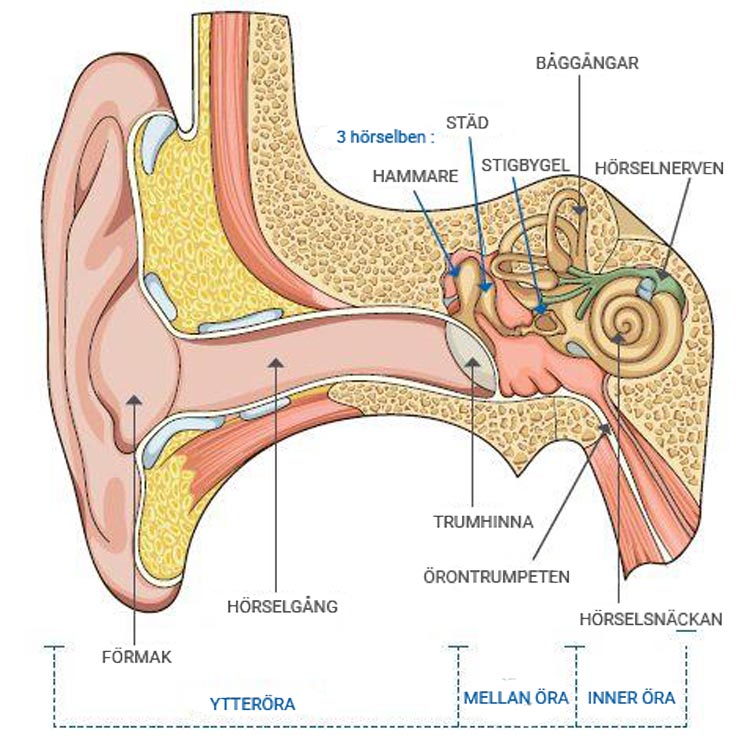 Inre och yttre strukturen hos örat