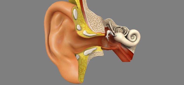 Hur fungerar det mänskliga örat ?